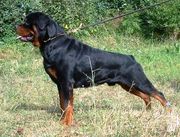 ROTTWEILER PUPS FOR SALE. IMPORT CHAMPION PARENTS. KCI PAPERS.