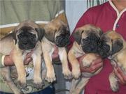 BULL MASTIFF PUPS FOR SALE.  IMPORT CHAMPION LINES. KCI PAPERS.