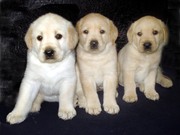Highly pedigreed,  healthy,  Labrador puppies for sale