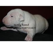 visit us       www.testifykennel.in       Bull terriers puppies