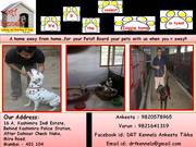 Lodging and Boarding of Dogs in Mumbai
