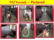 Dog Sitters in Mumbai - Lodging and Boarding of Dogs