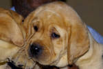 cute pups, adult dogs for sale in pune