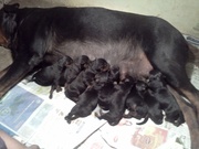 SHOW QUALITY ROTTWILER PUPPIES FOR SALE BOTH PARENTS CHAMPION KCI REG