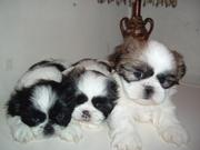 SHIH TZU PUPS FOR SALE.IMPORT PARENTS. ULTIMATE QTY. KCI PAPERS.