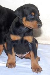 Dober pup for sale 