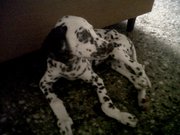 DAlMATIAN PUPPY,  FEMALE,  2 MONTHS OLD