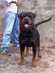 ROTTWEILER sired by in.ch rott for STUD