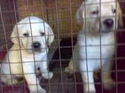 i want to sell my Labrador puppies 