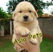 GOLDEN RETRIEVER Puppies For Sale ® 9911293906