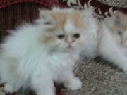 SEMI PUNCHED PERSIAN KITTENS