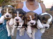 Beagle pups for sale.Import champion parents.Ultimate quality. kci reg
