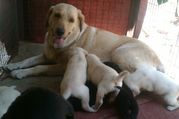 labrador dog pupies