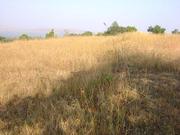 34, 000 Sq Feet Agriculture Land / Investment for sale in Tambhad  Pune