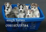 Siberian Husky pups for sale.Import champion parentage. kci papers .-.