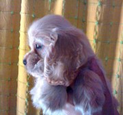 Cocker spaniel puppies for sale at 9830064171