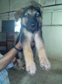 SB Kennels – German Shepherd puppies available for Sale @ 9820578965