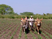 4 Acre Agricultural Land for Sale In Osmanabad,  Maharashtra