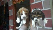 TOP IMPORT BEGLE PUPPY FOR SALE