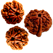 Buy Lab Certified Rudraksha @ Best Price