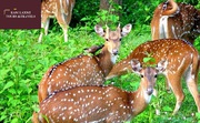 Book Wildlife Tour Package With Ram Laxmi Tours & Travels