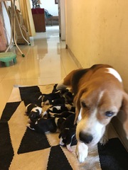 Beagle pups of KCI registered parents 