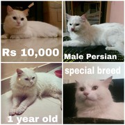 1 year old special breed male persian cat for 10, 000 only