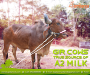 Organic Milk Delivery Pune,  Gir cows milk Pune,  Gir cows A2 milk Pune 