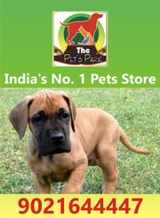THE PETS PARK - TOP QUALITY DOG PUPPIES -9021644447
