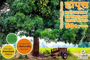 Buy Fresh Organic Alphonso Mango