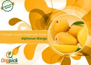 Shop Organically Grown Alphonso Mangoes Online in Pune