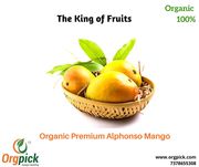 Buy 100% Organic Premium Alphonso Mango in Pune