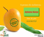 Order Organic Mangoes Online|Organically Grown Alphonso