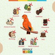 Buy Bird Food and seed Online at Best Price in India- Petoly