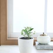 Air Purifier Tree For Home: Healthy Rooms 
