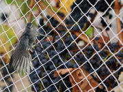 Bird Netting Services in Kharadi - Angad Bird Netting
