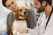 Best Pet Veterinary Services in India - Luxuries of Kashmir