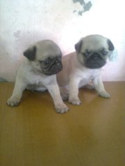 RJ PET WORLD OFFERS HEALTHY PUG PUPS FOR SALE IN MUMBAI - ₨ 20, 000